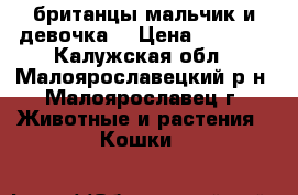 британцы мальчик и девочка  › Цена ­ 3 000 - Калужская обл., Малоярославецкий р-н, Малоярославец г. Животные и растения » Кошки   